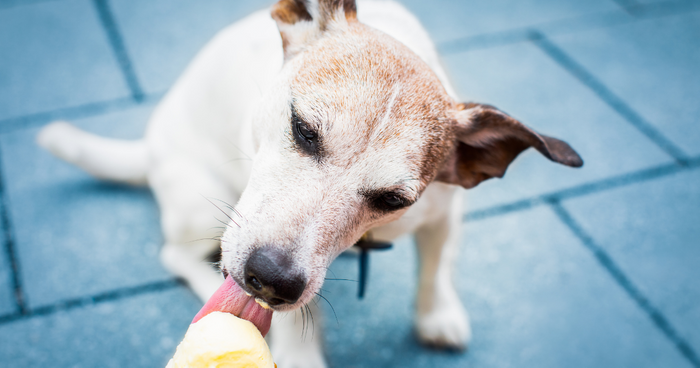 Food for Thought: Ben & Jerry’s Takes on Dog Treats